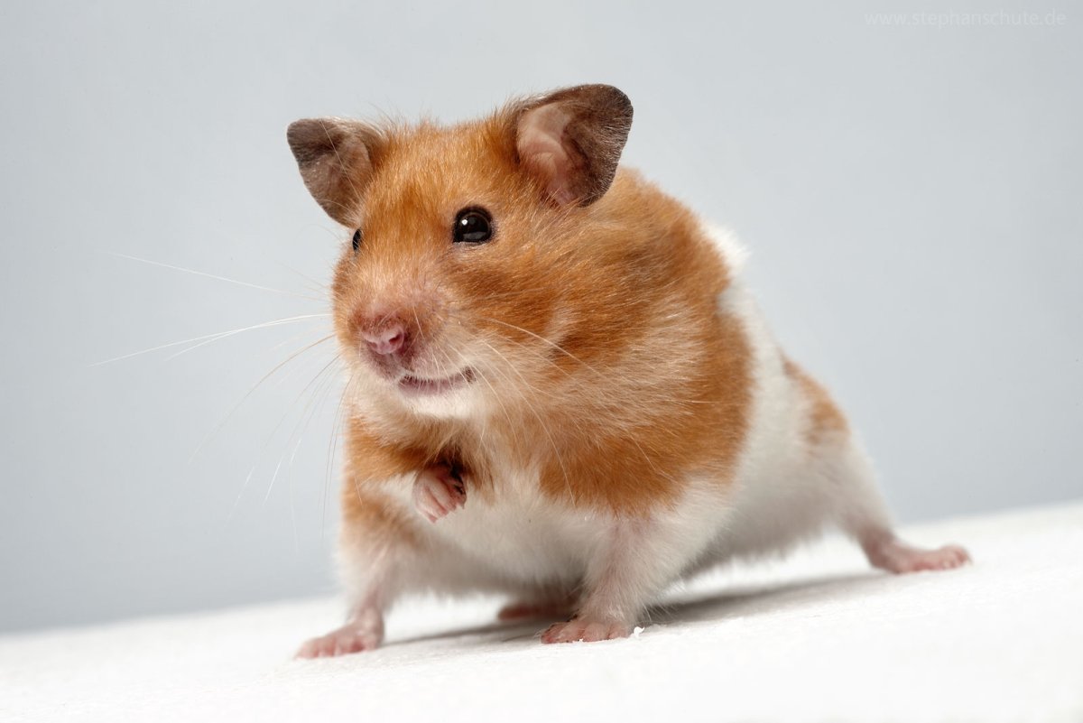 Грызун капибара