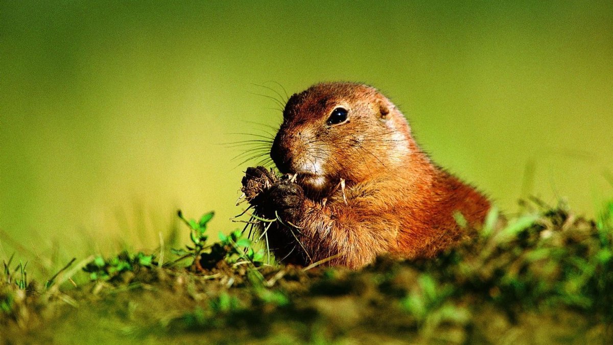 Крыса улыбается