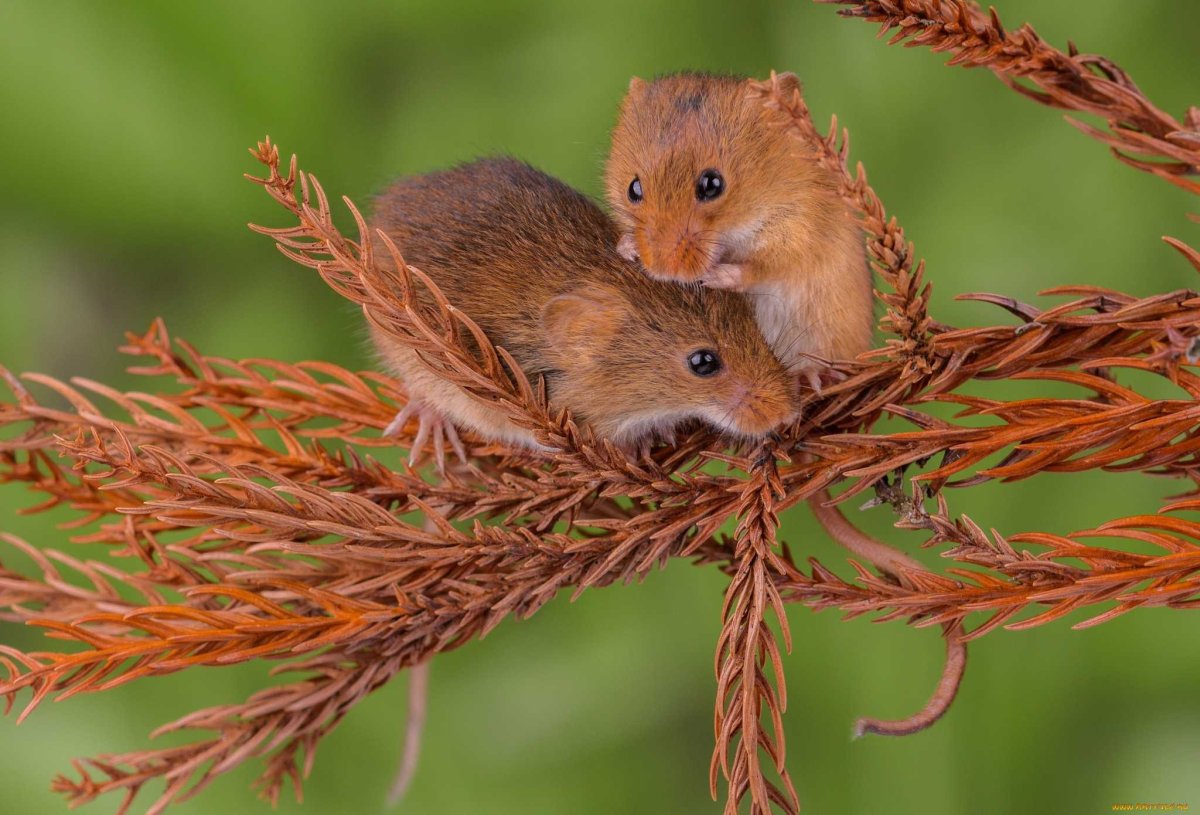 Коричневый хомяк