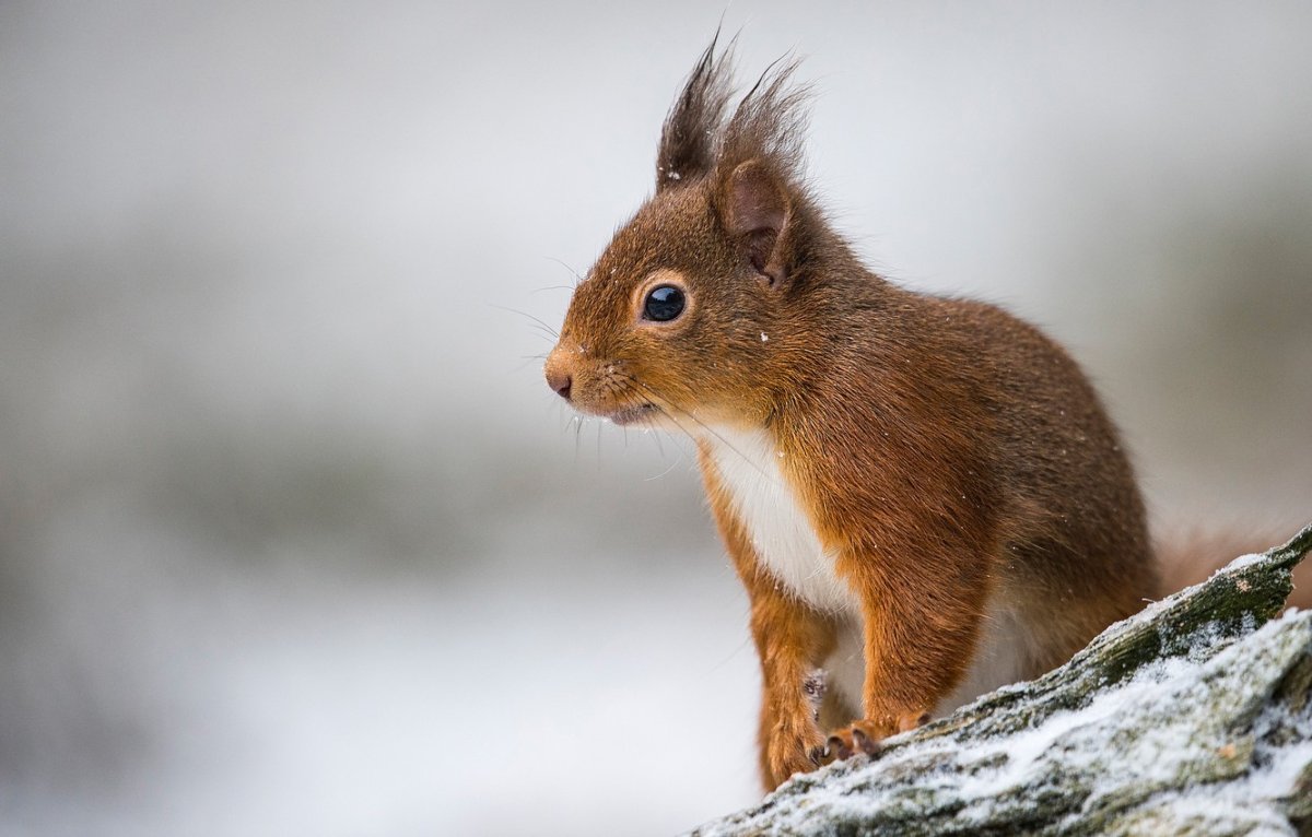 Скорпионовый хомячок