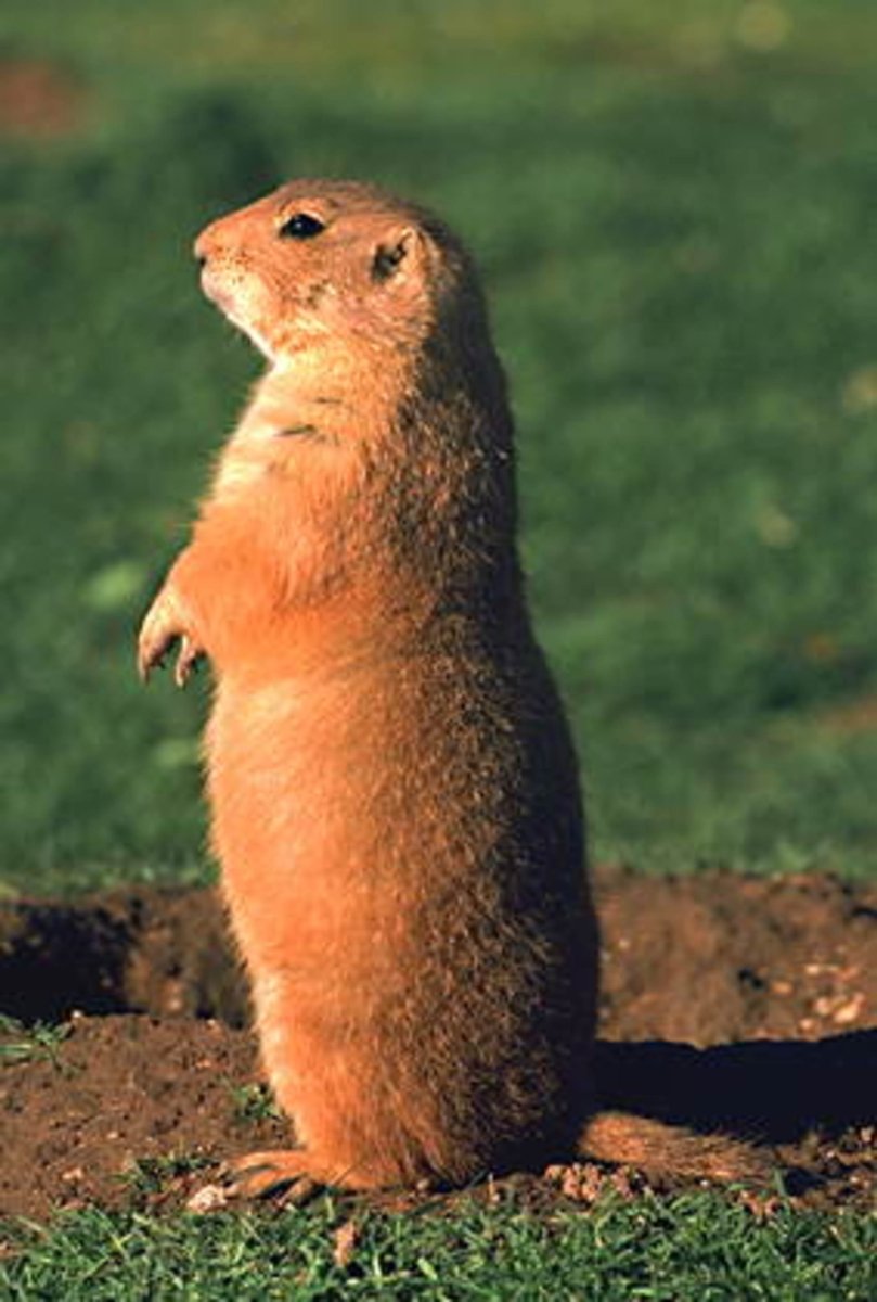 Сурок маленький