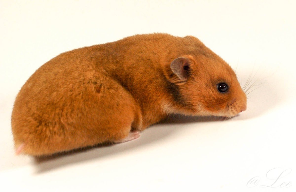 Орешниковая Соня грызун