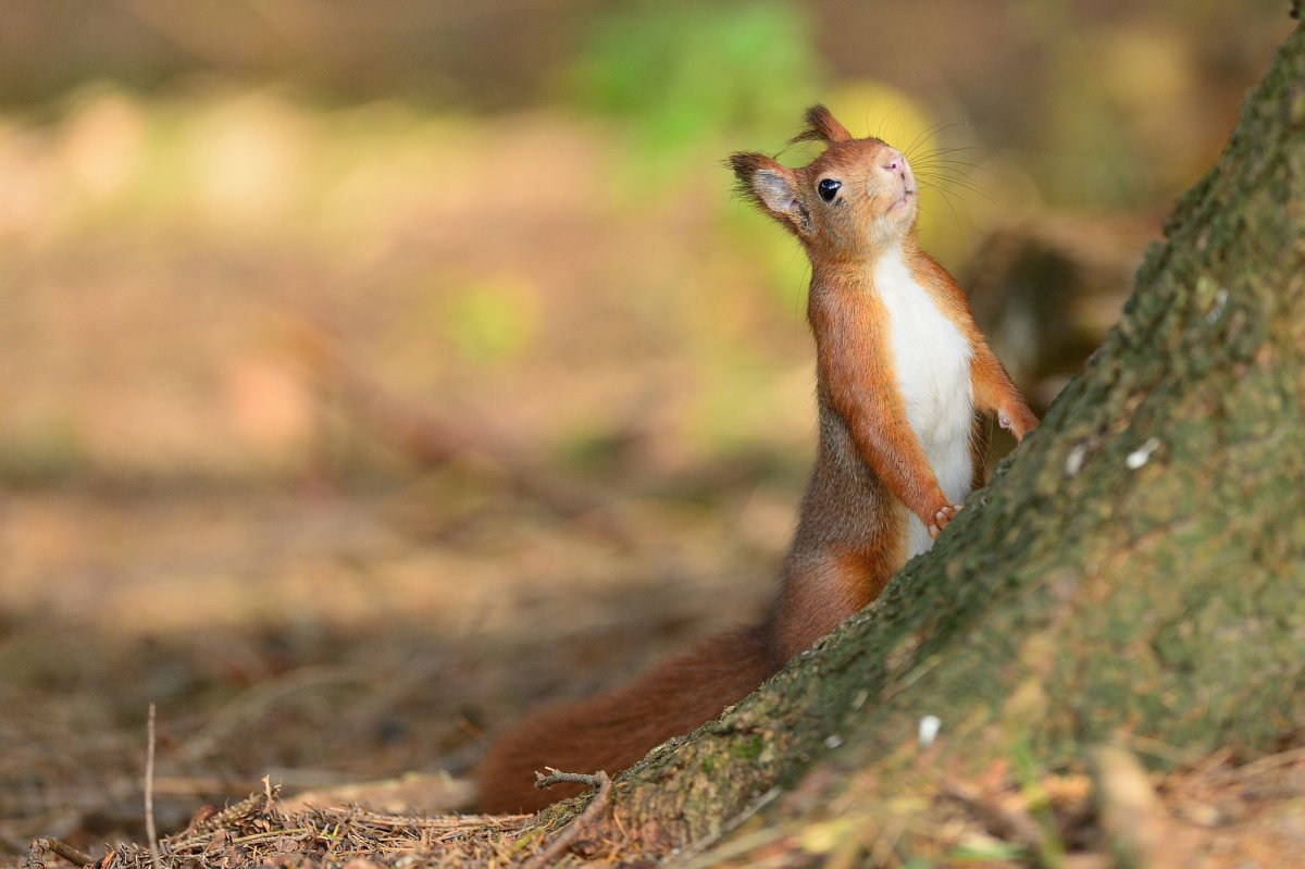 Santamartamys rufodorsalis