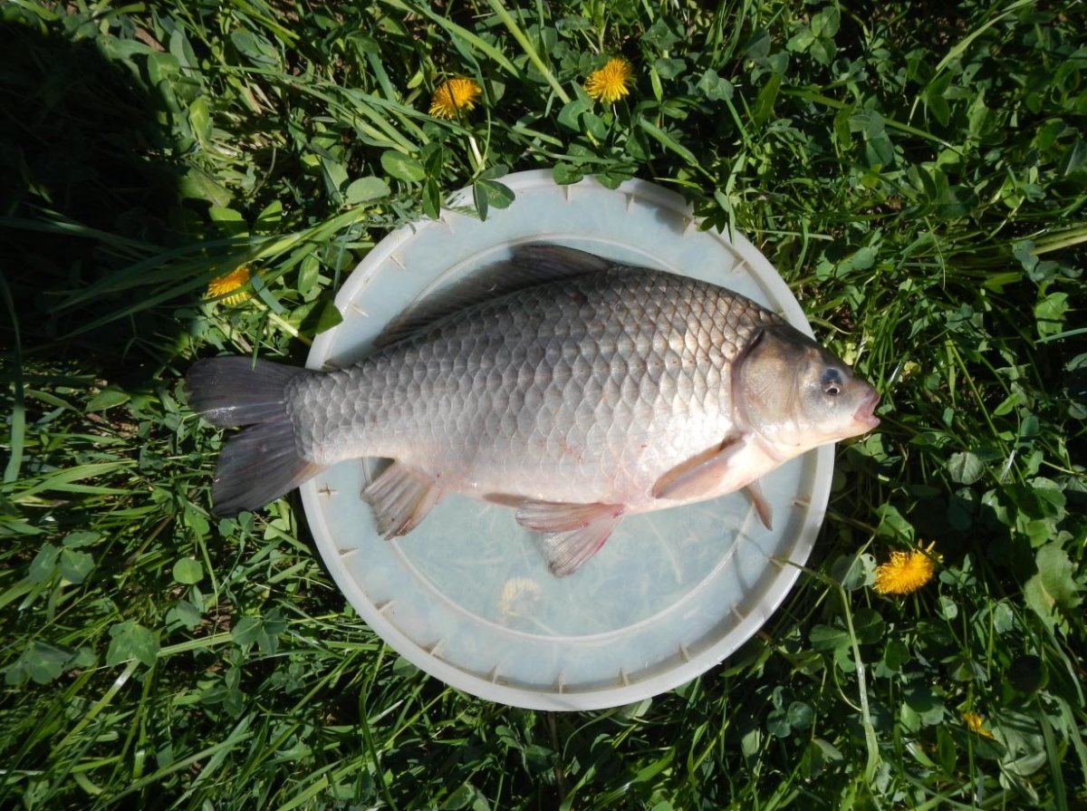 Серебряный карась гибрид
