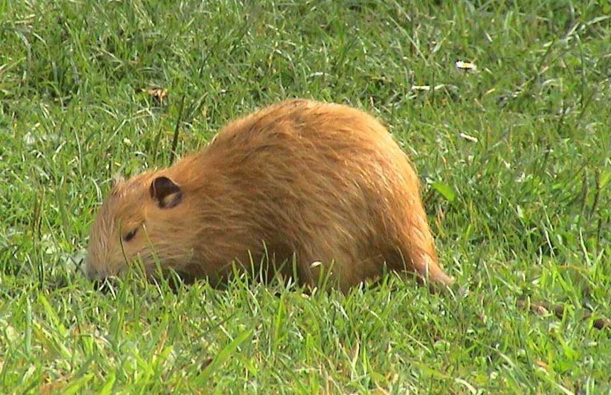 Агути Дикая морская Свинка