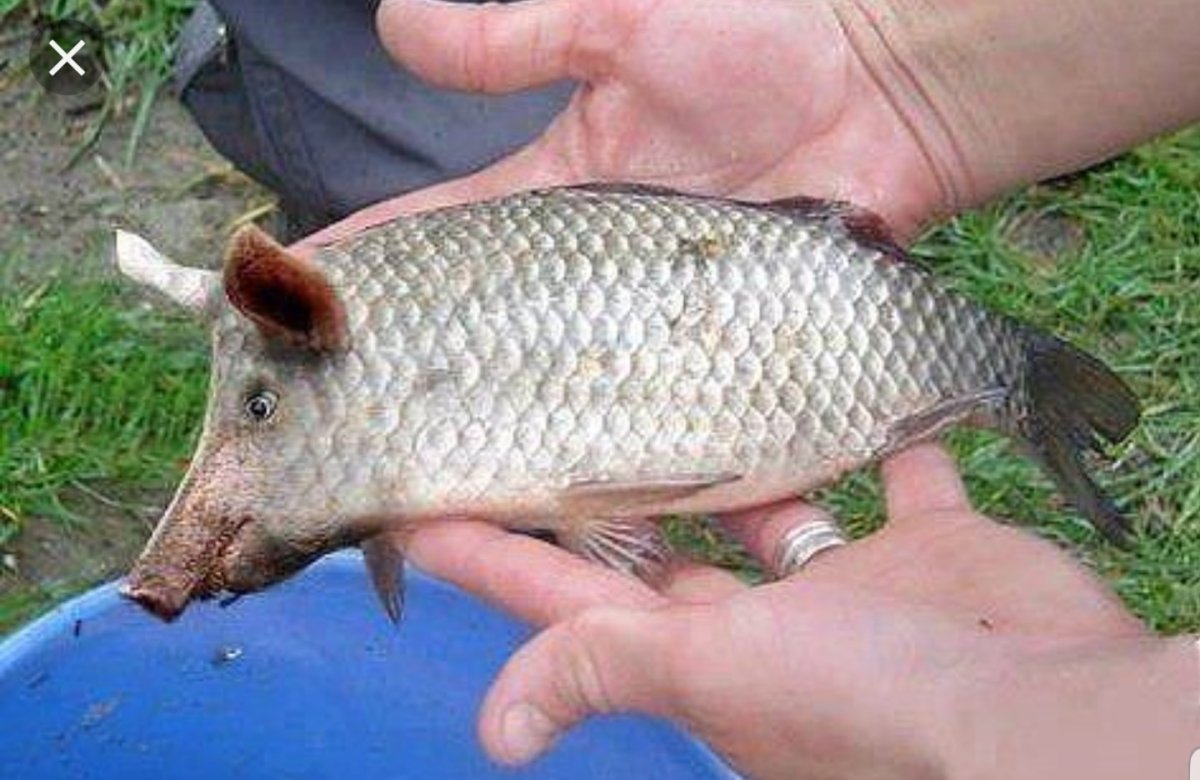 ПОНАДУСЕРОВЫЙ швайнокарась