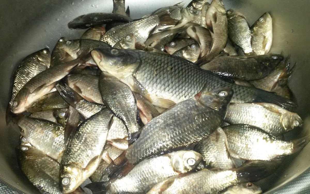 Карп и карась