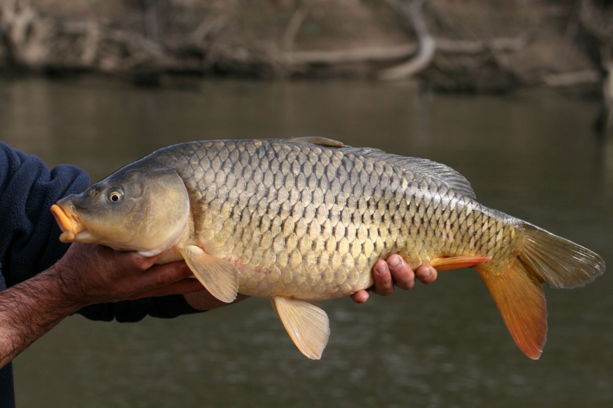Сазан (Cyprinus Carpio)