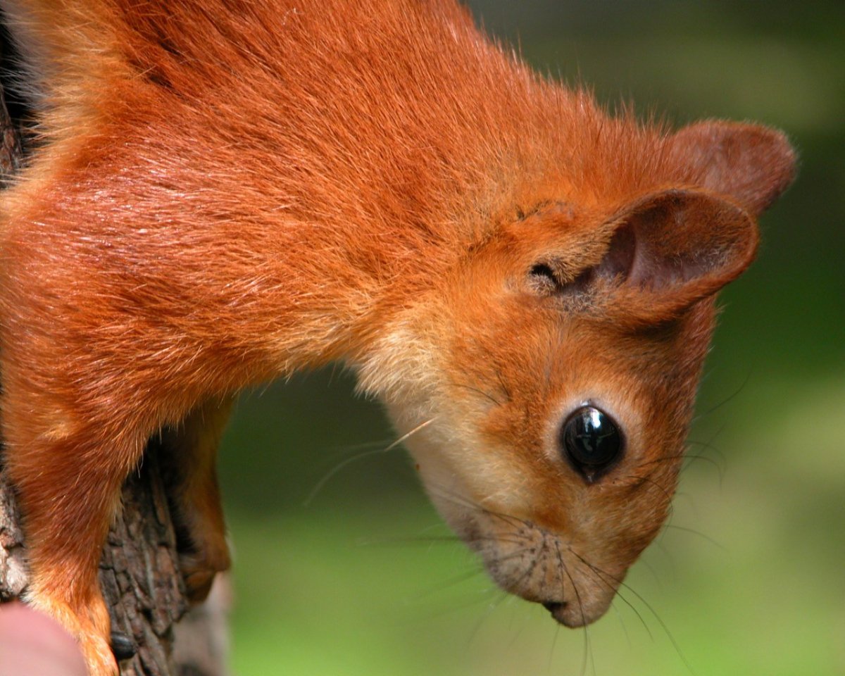 Рыжие зверьки Грызуны