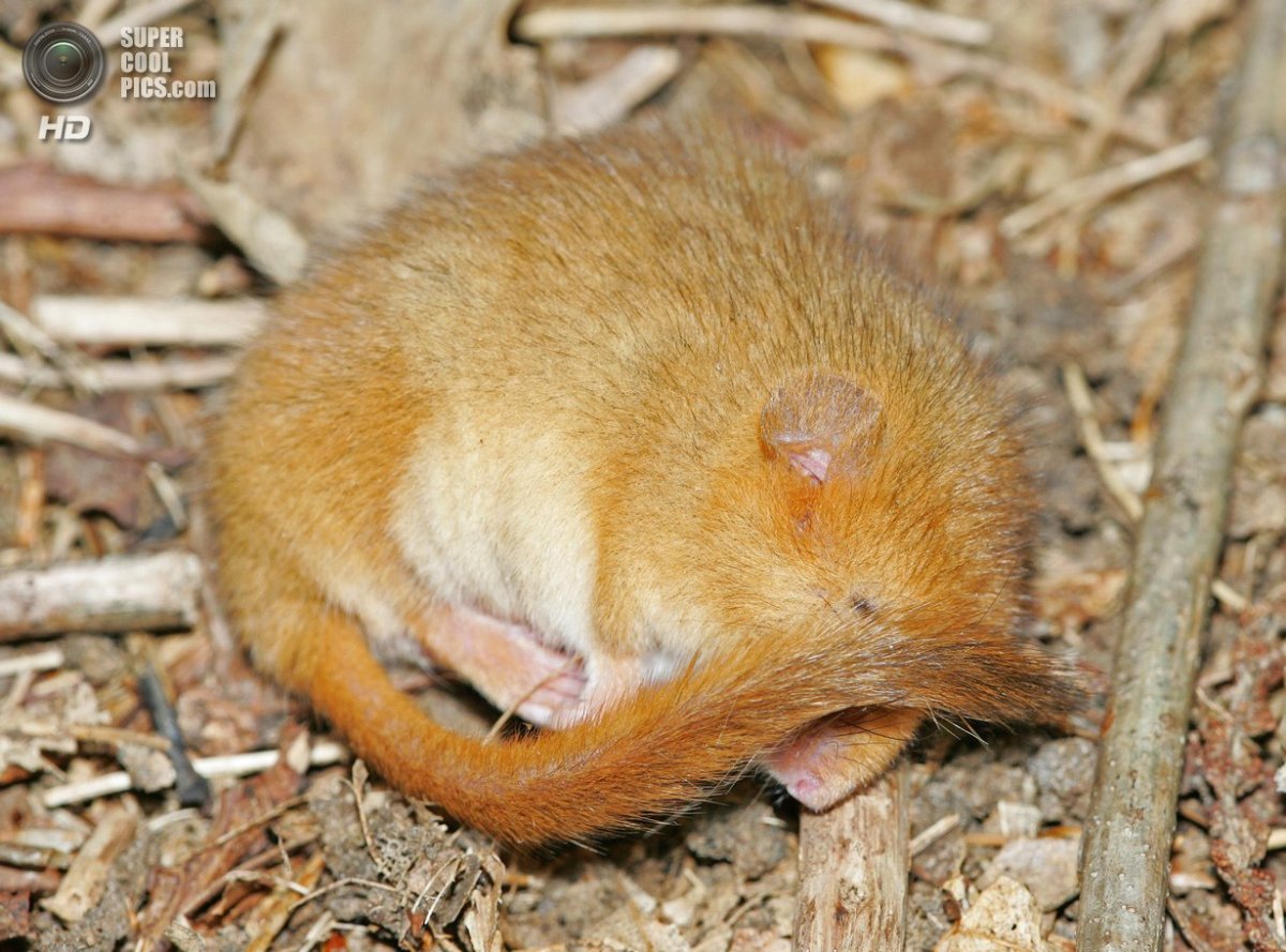 Суслик на темном фоне