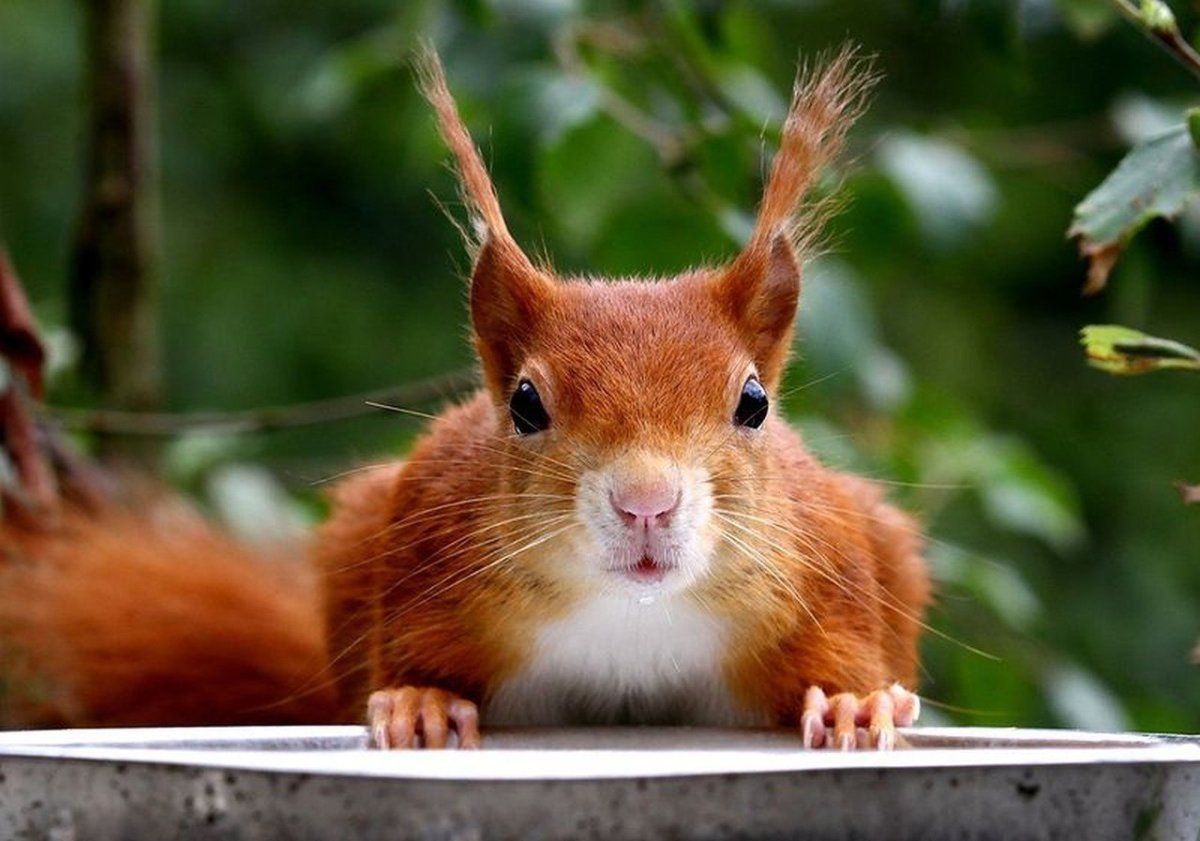 Обыкновенный хомяк