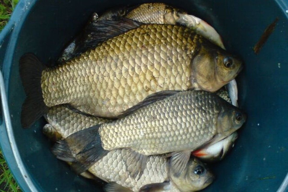 Душман гибрид карася