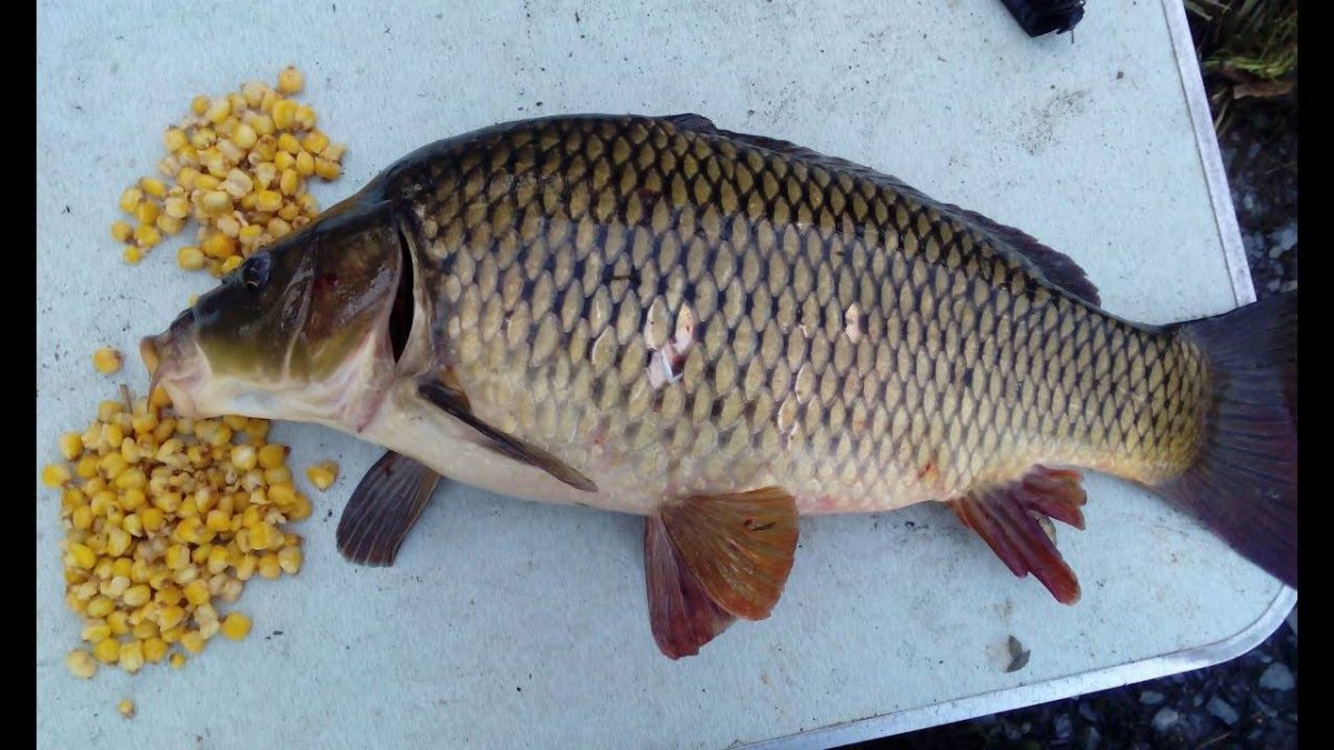 Карп карась сазан