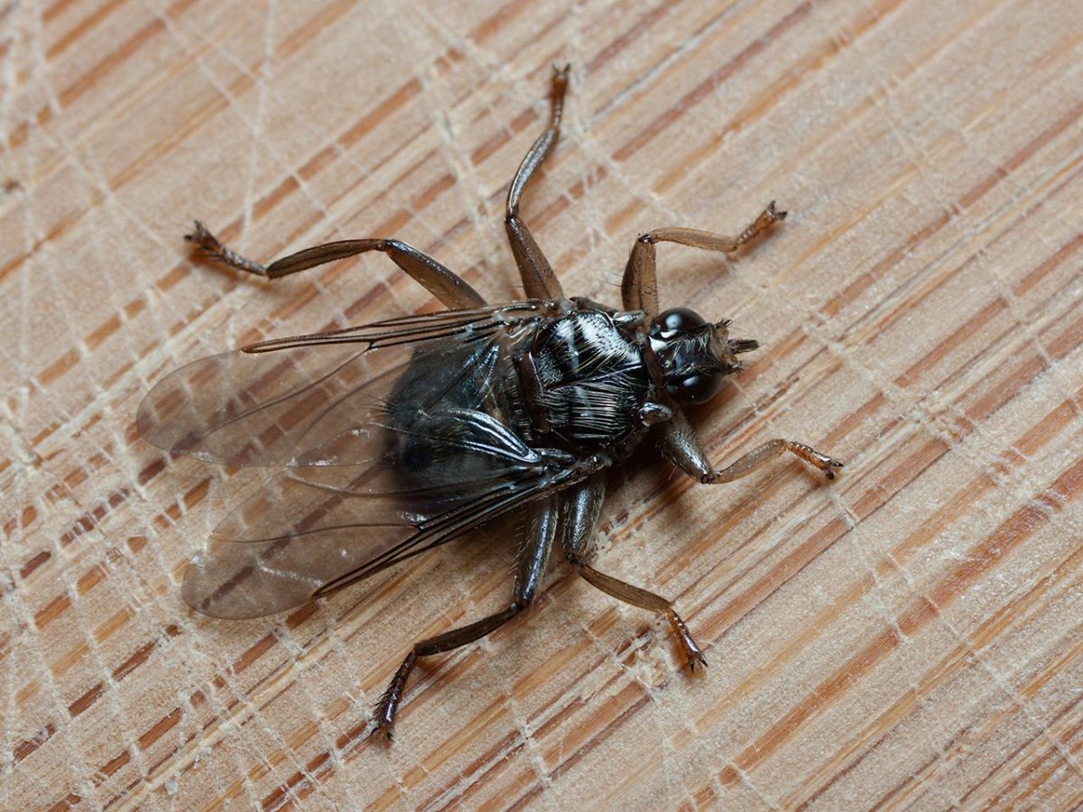 Лосиная Муха