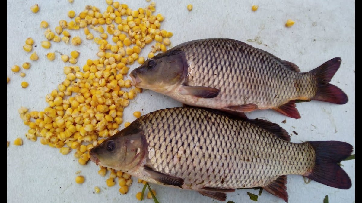 Карп карась сазан отличие