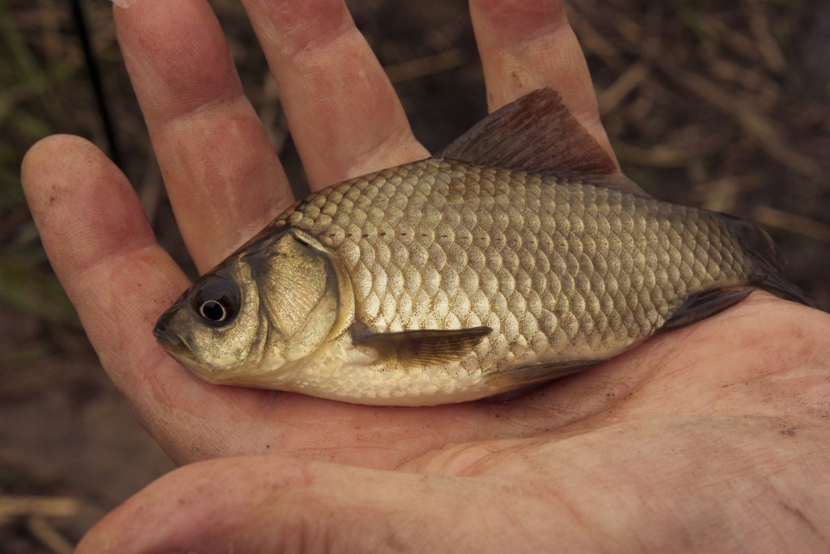 Малек карася