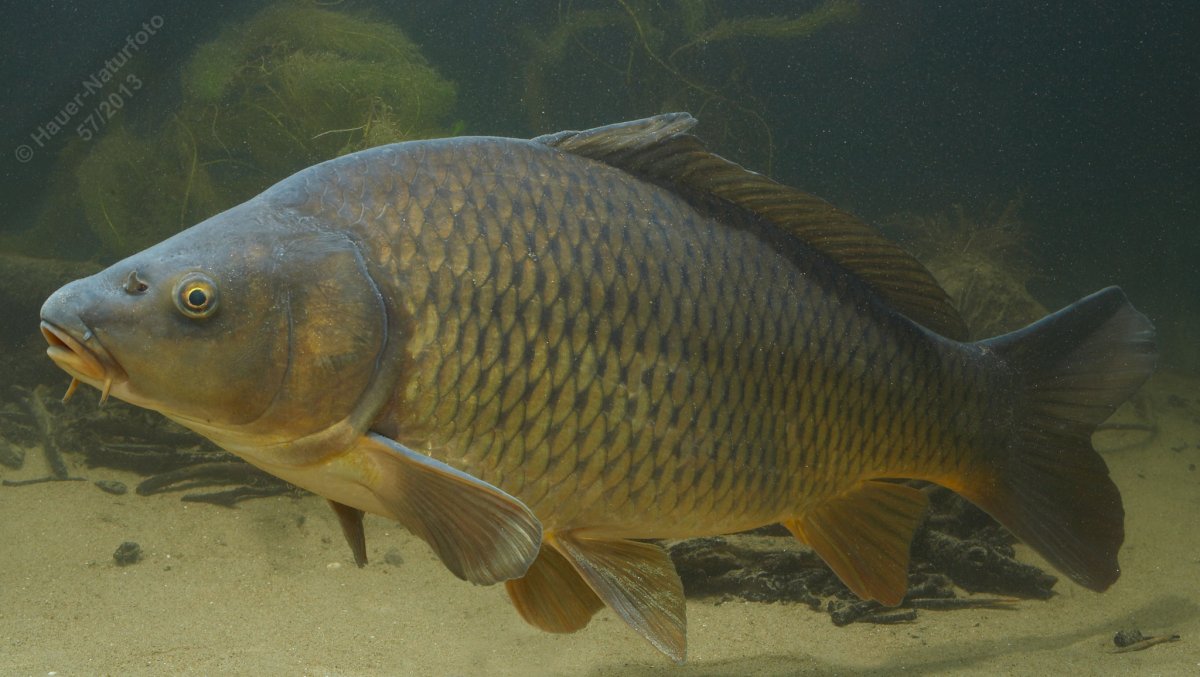 Сазан (Cyprinus Carpio)