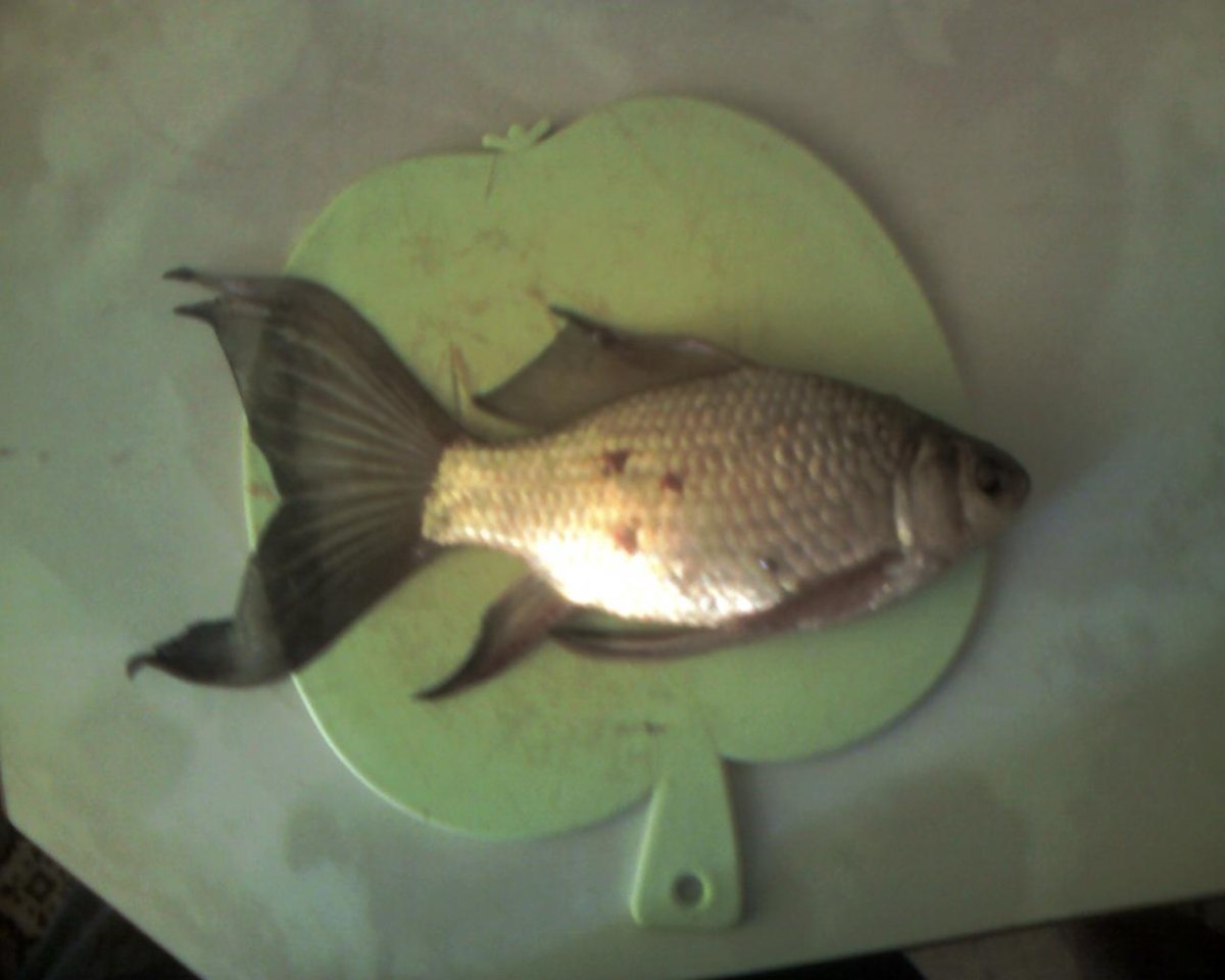 Вуалехвостый карась