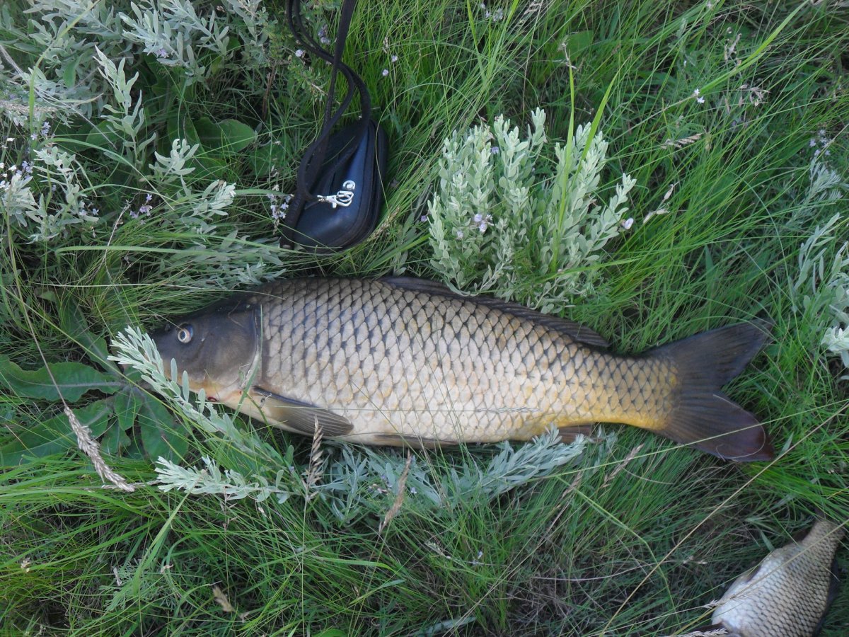 Гибрид карася и карпа