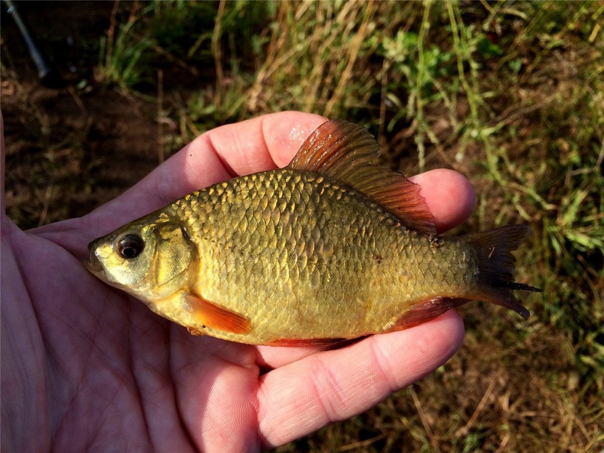 Душман гибрид карася