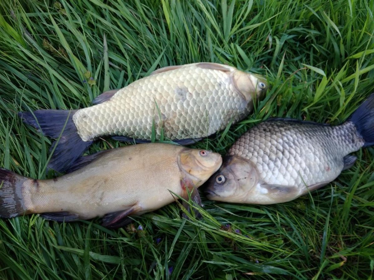 Гибрид карася и карпа