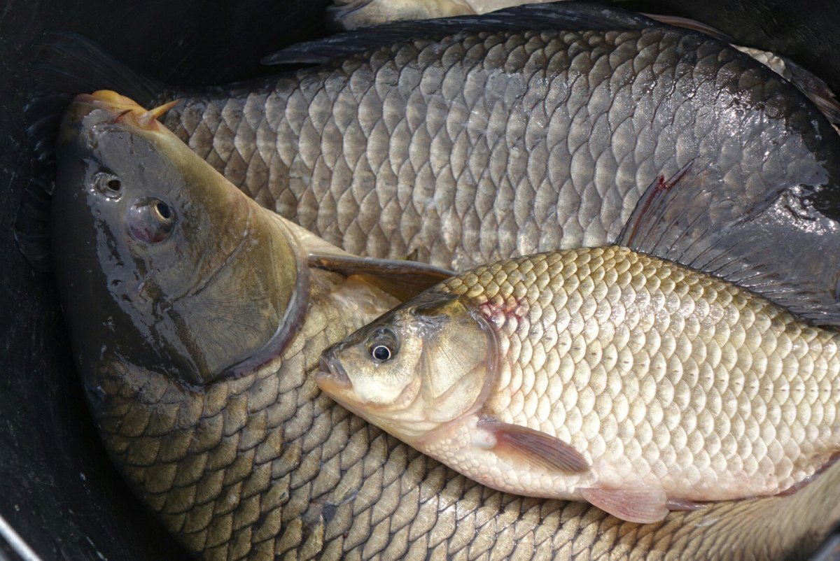 Душман карась Буффало