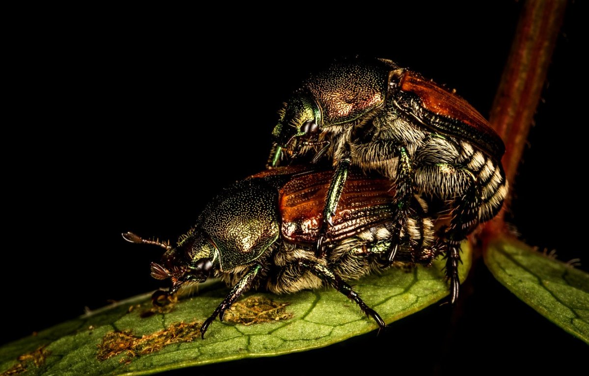 Муха комнатная и жигалка различия