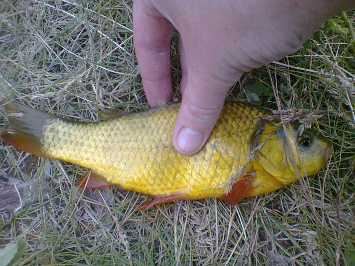 Золотой карась и Линь