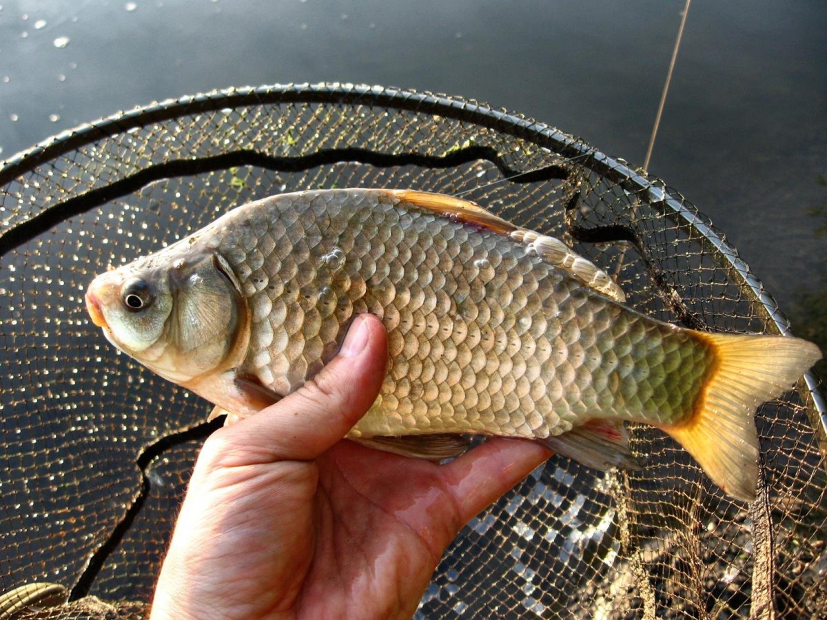 Сибирский карась