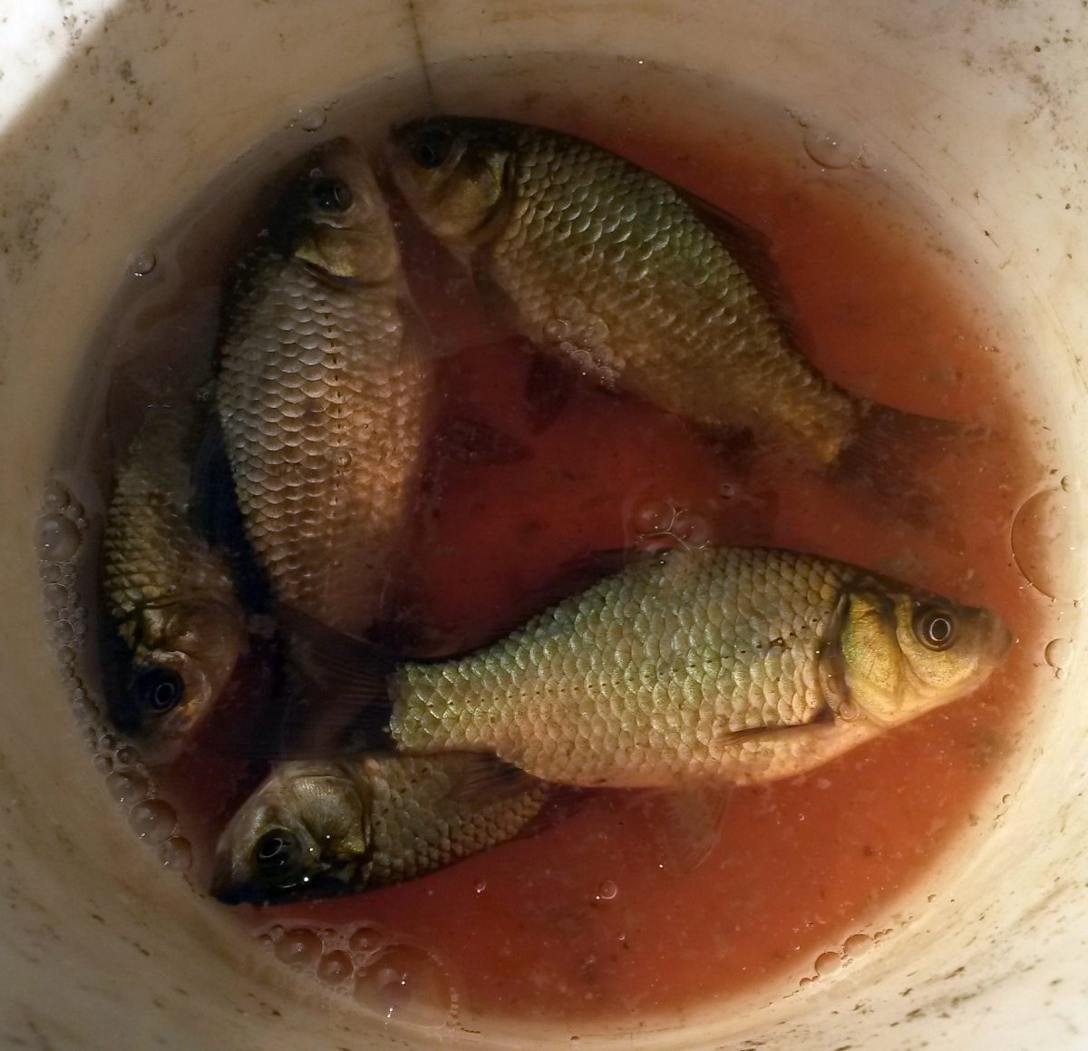 Гибрид карася и карпа