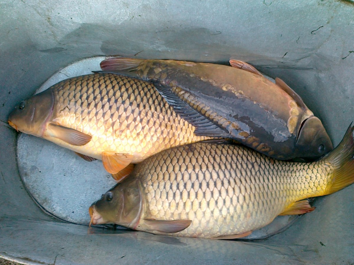 Карп сазан лещ