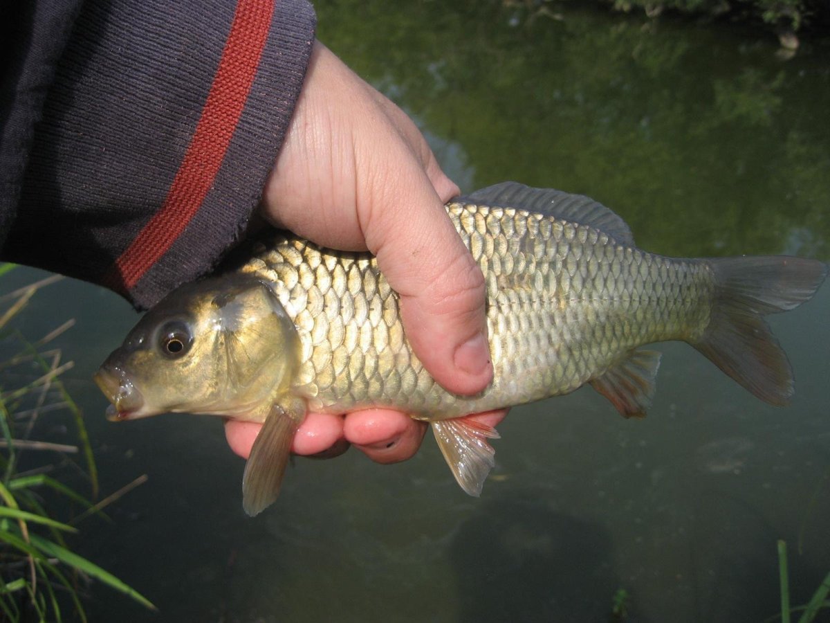Карп (Cyprinus Carpio)