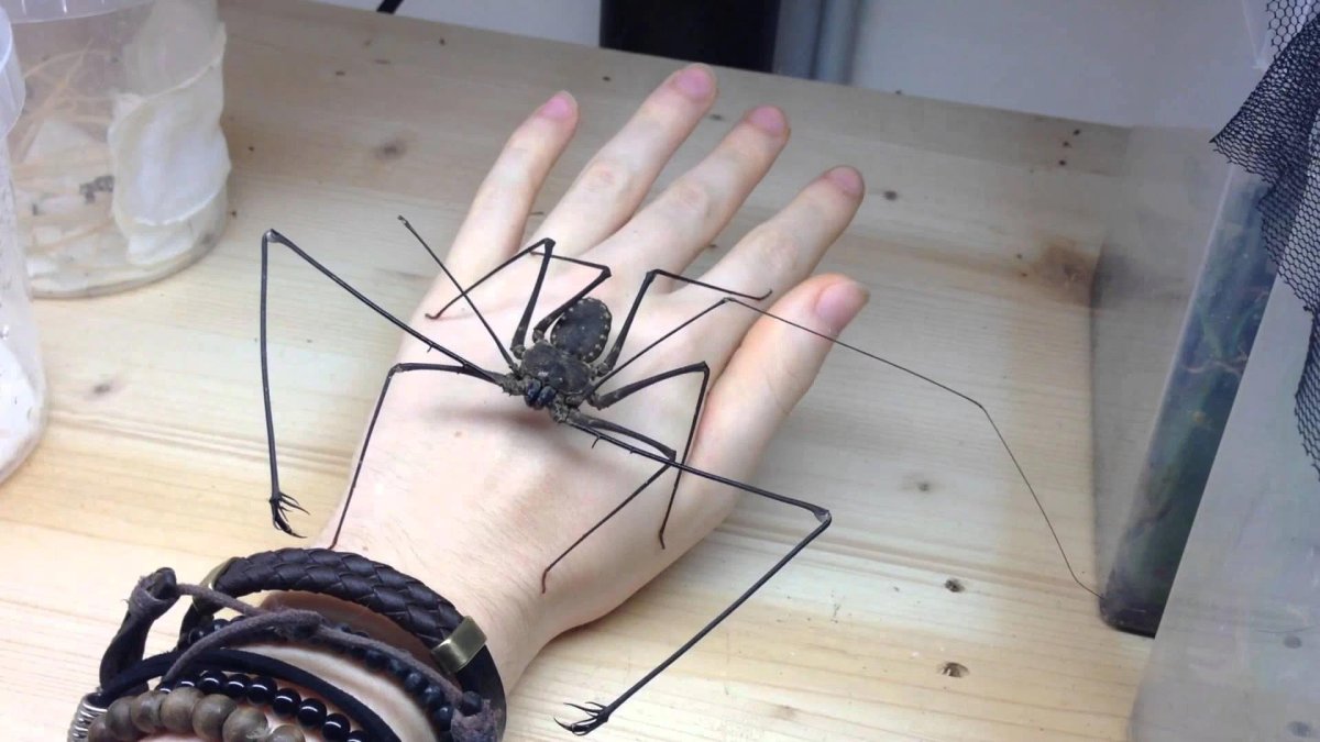 Euphrynichus amanica паук