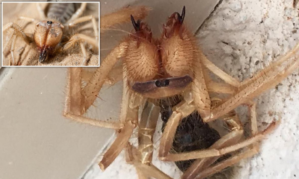 Очень много пауков