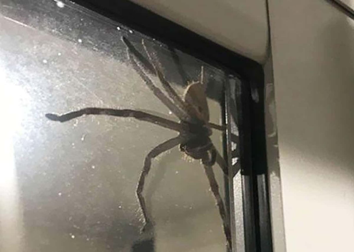 Гигантский паук-Егерь