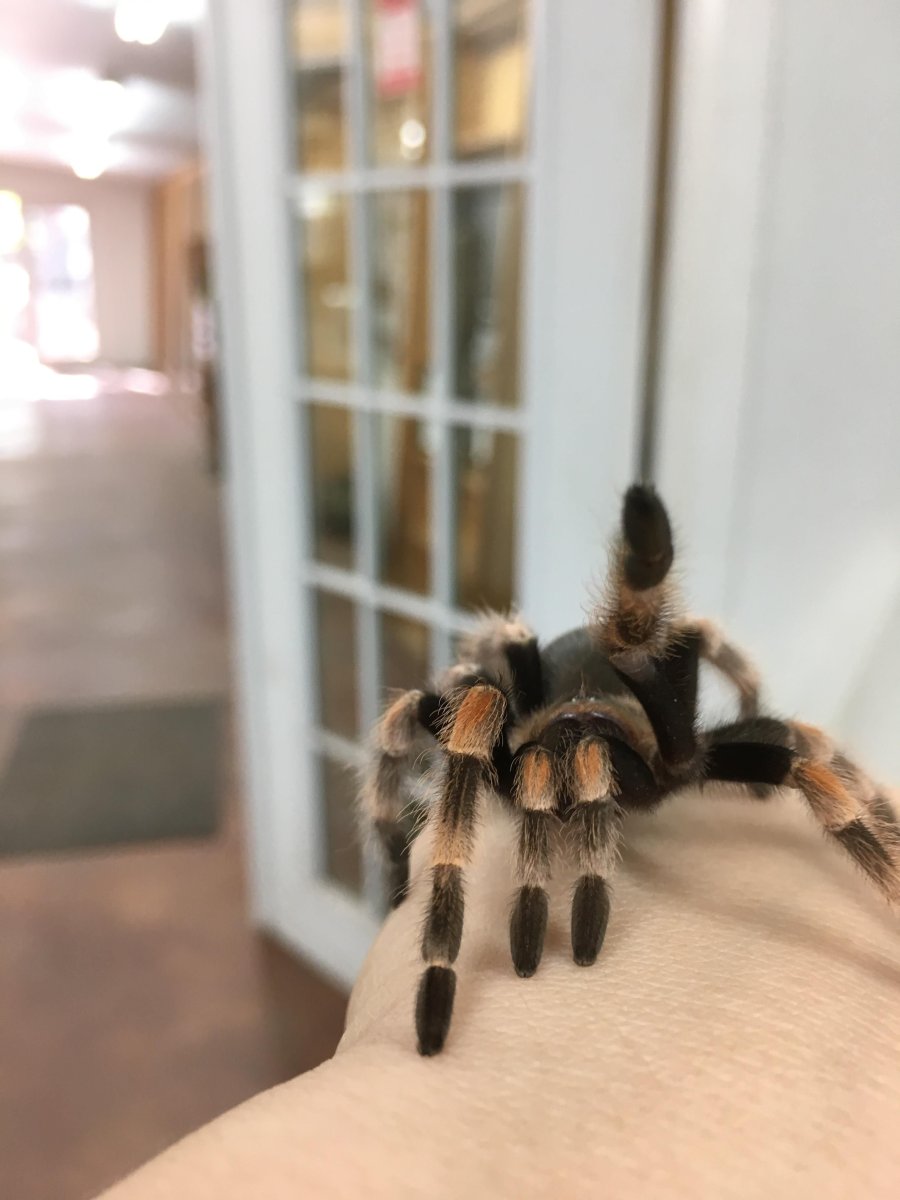 Паук птицеед домашний питомец