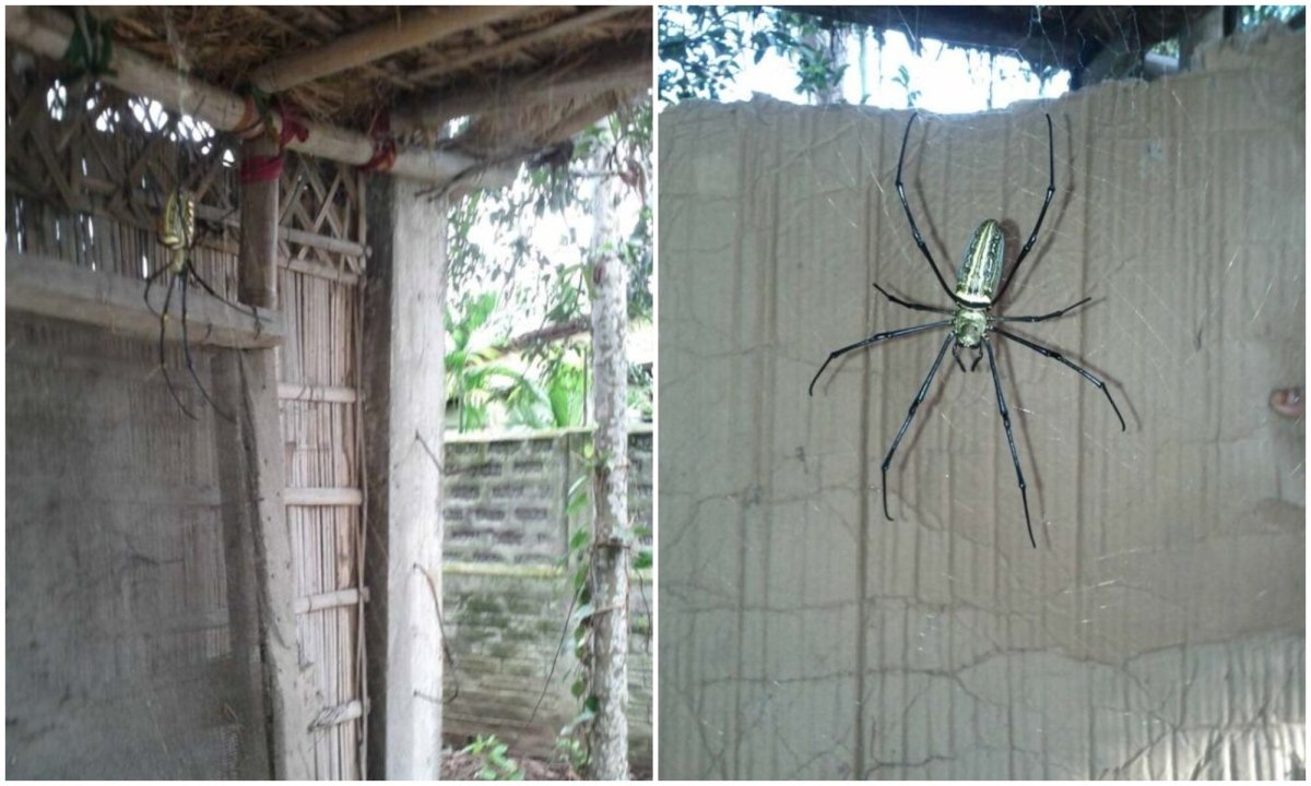 Пауки в Австралии