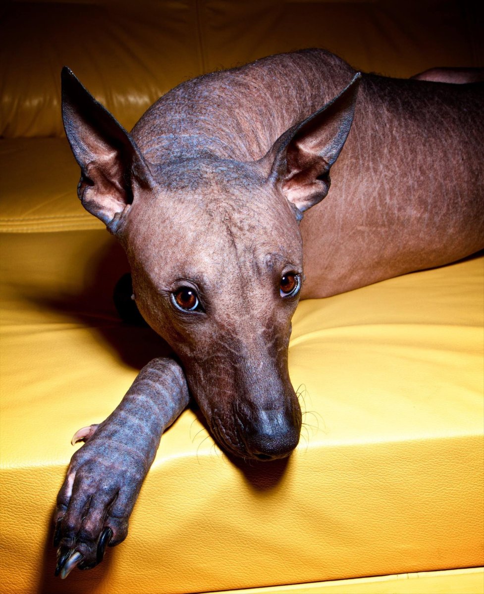 Ксолоитцкуинтли - ксоло