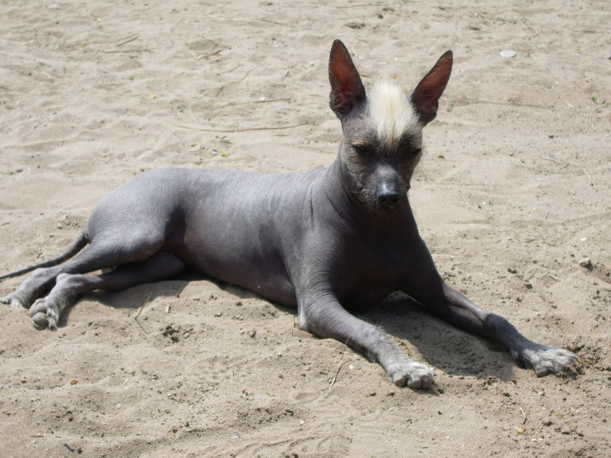 Ксолоитцкуинтли Данте