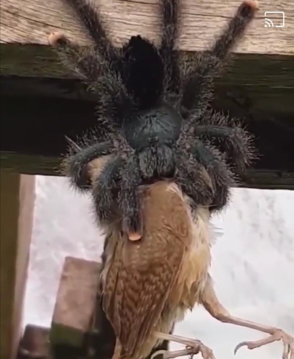 Птицеед Голиаф ест птицу