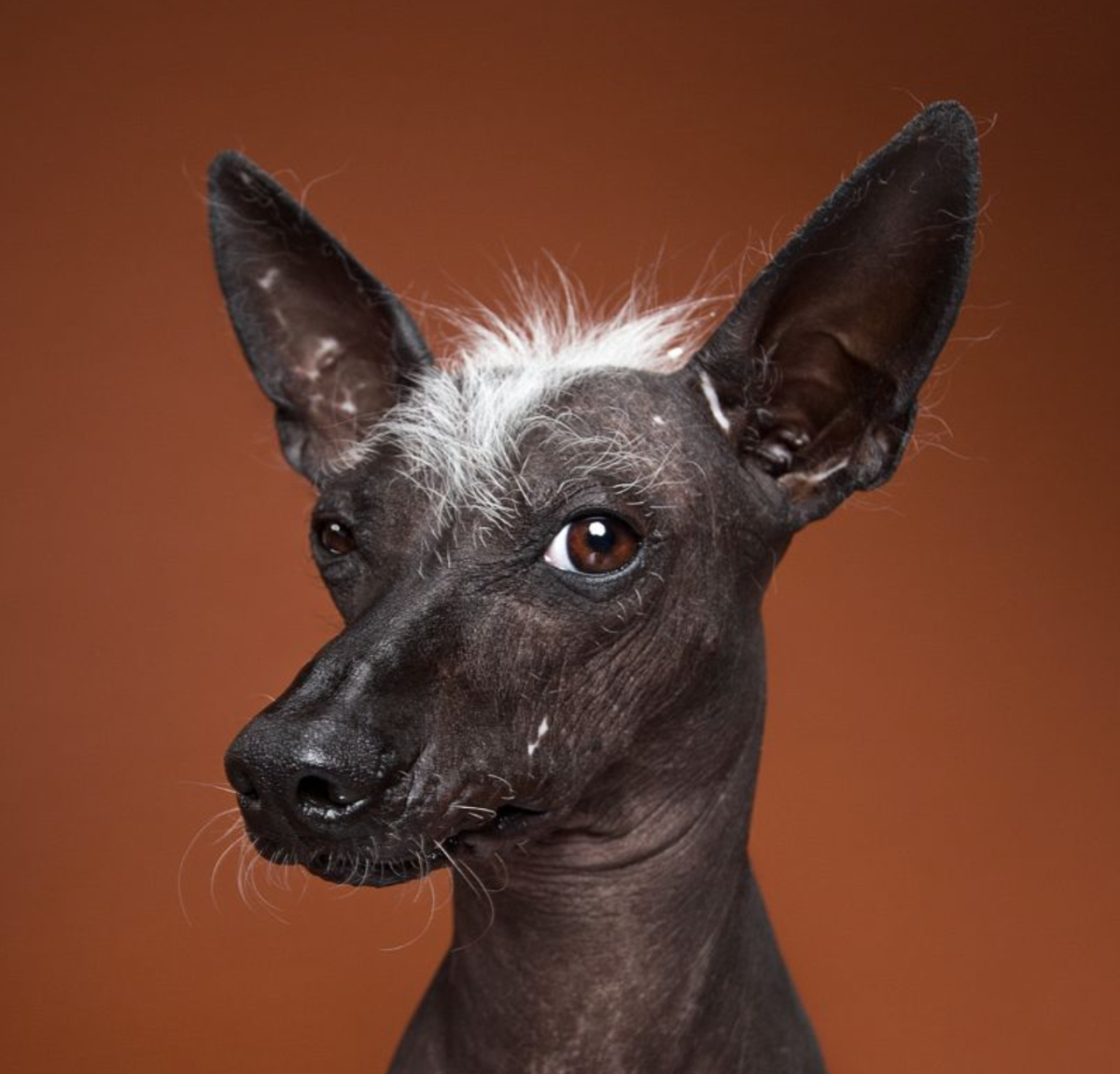 Ксолоитцкуинтли Данте