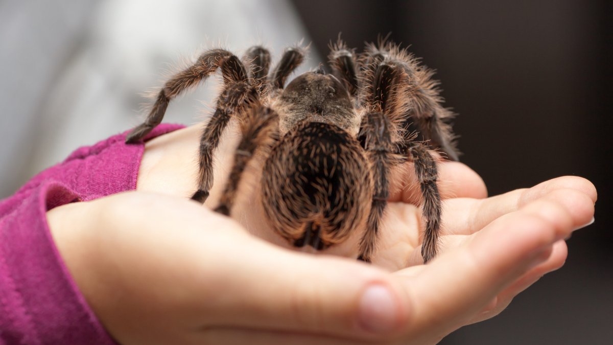 Spider as a Pet