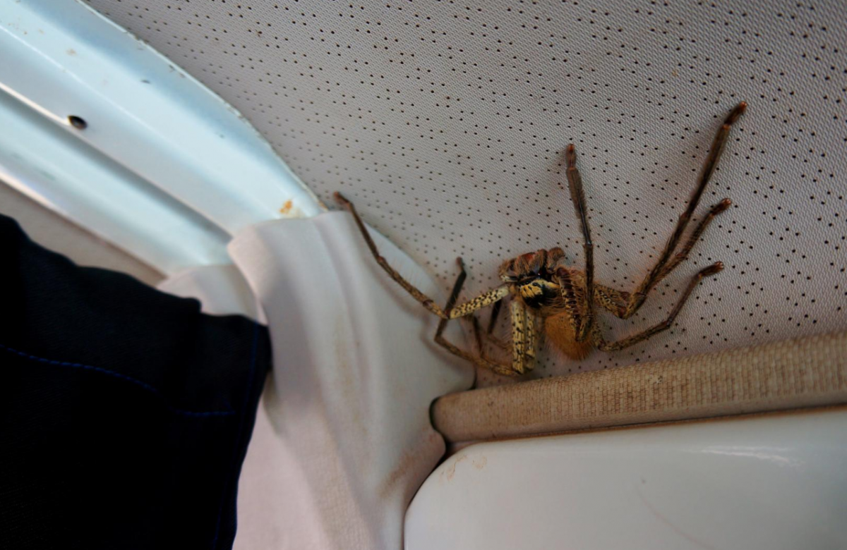 Гигантский паук в доме