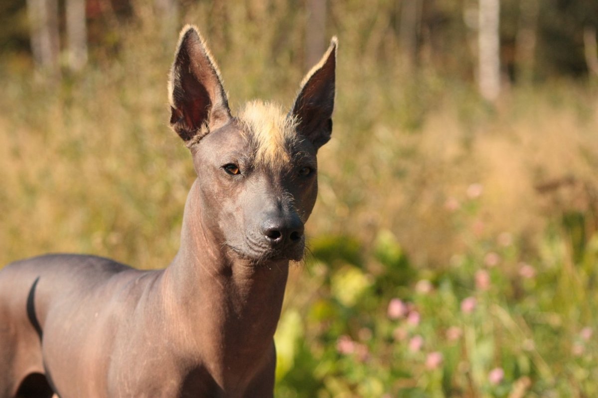 Ксолоитцкуинтли порода