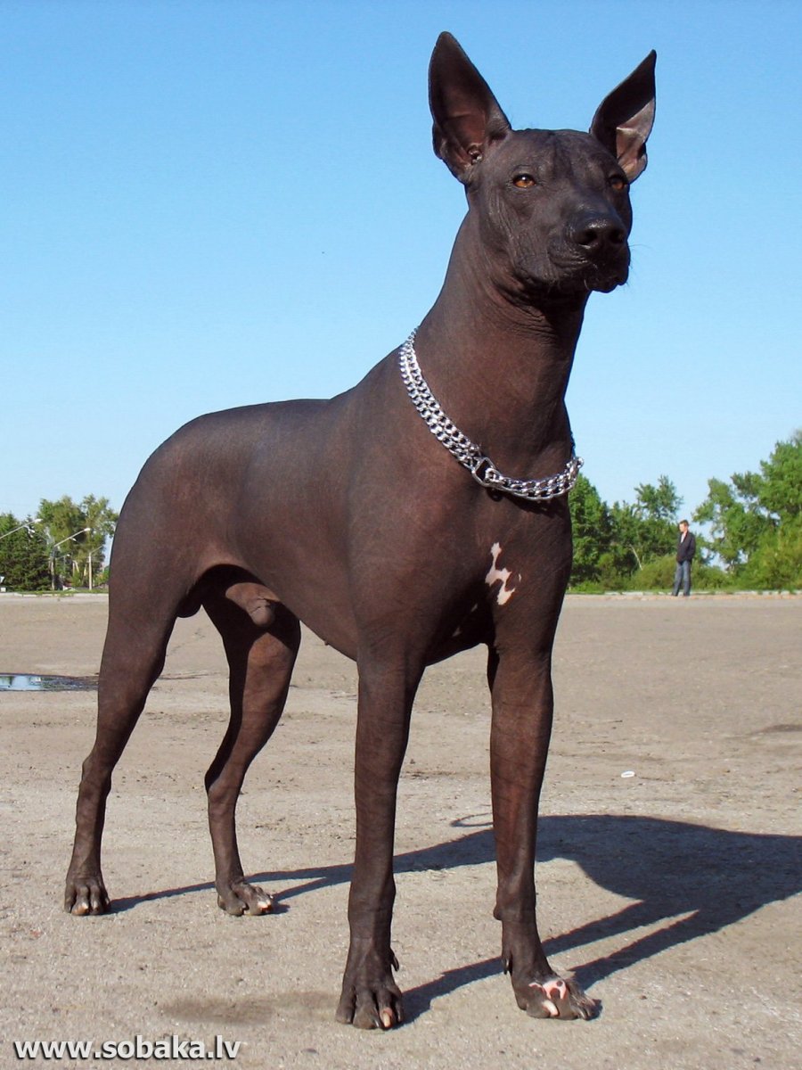 Ксоло ксолоитцкуи́нтли