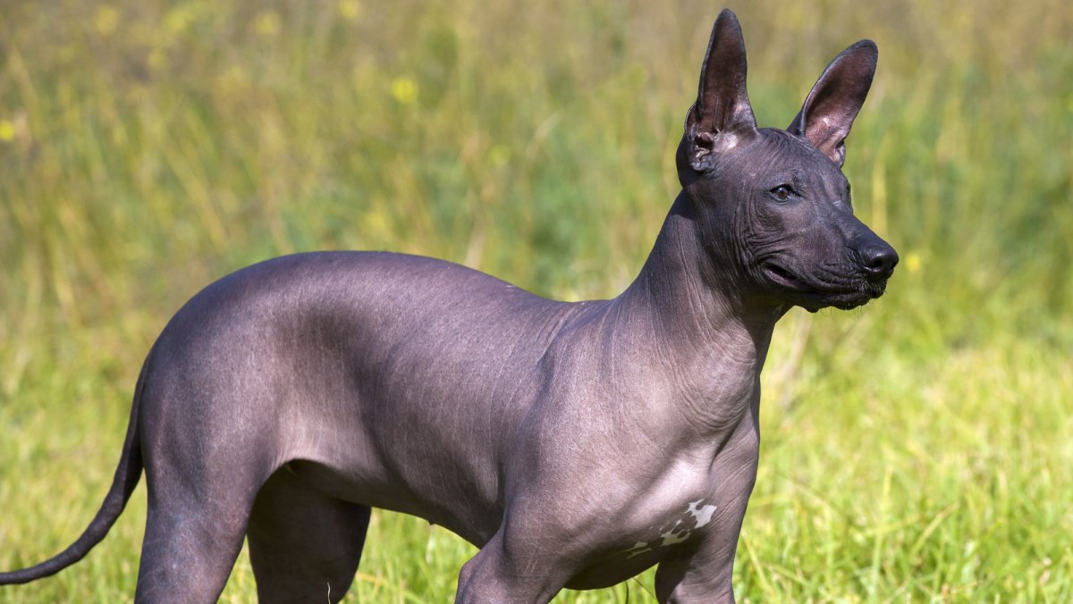 Мексиканская порода собак ксолоитцкуинтли