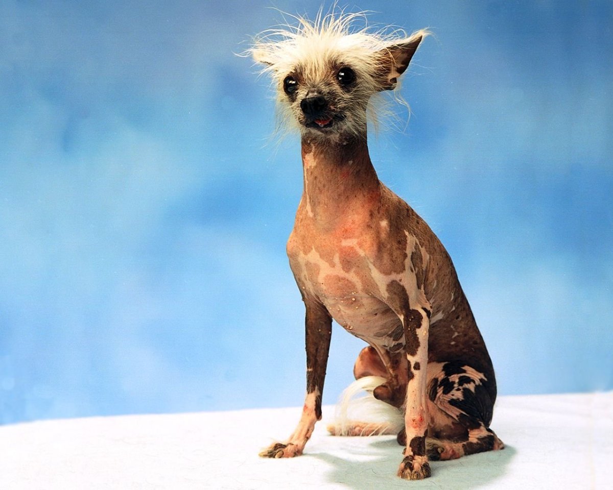 Египетская собака ксолоитцкуинтли