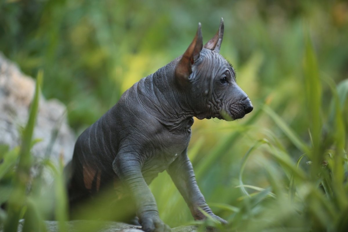 Собака сфинкс ксолоитцкуинтли