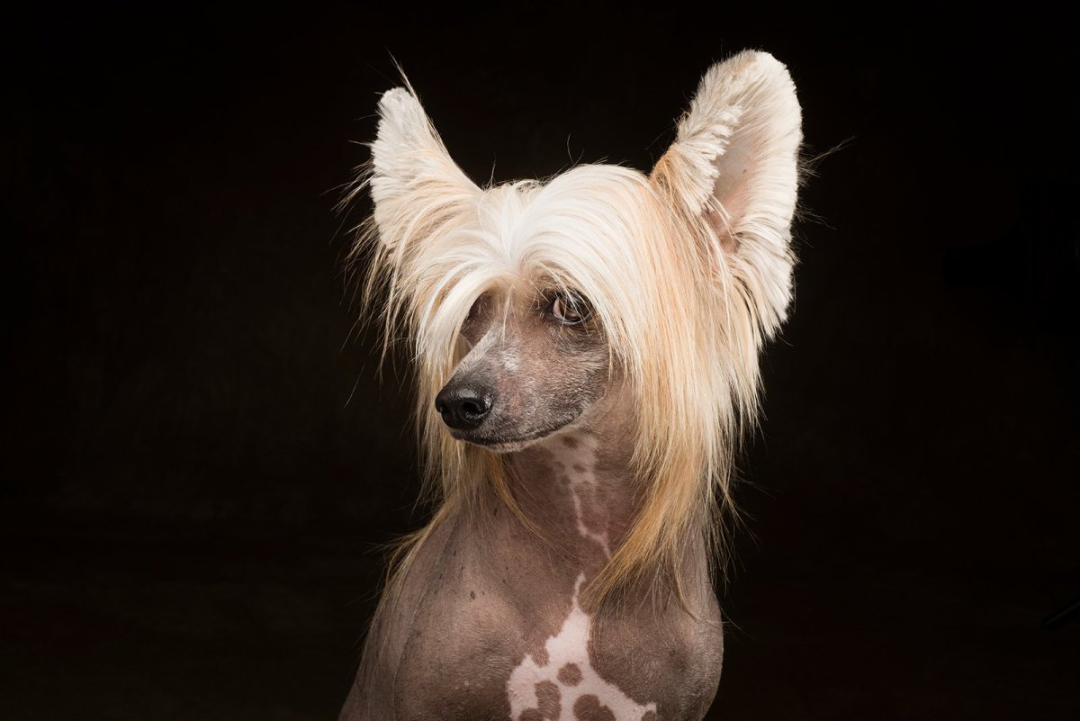 Мексиканская собака ксолоитцкуинтли