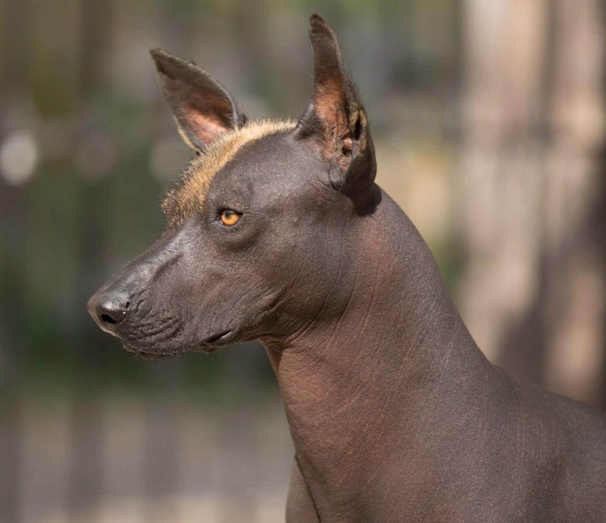 Ксолоитцкуинтли Анубис